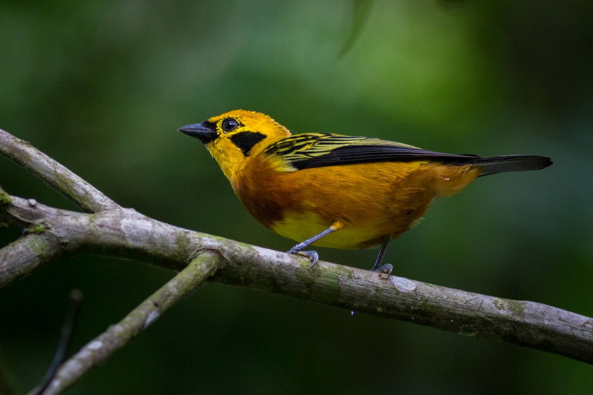 Golden Tanager - ML627624979