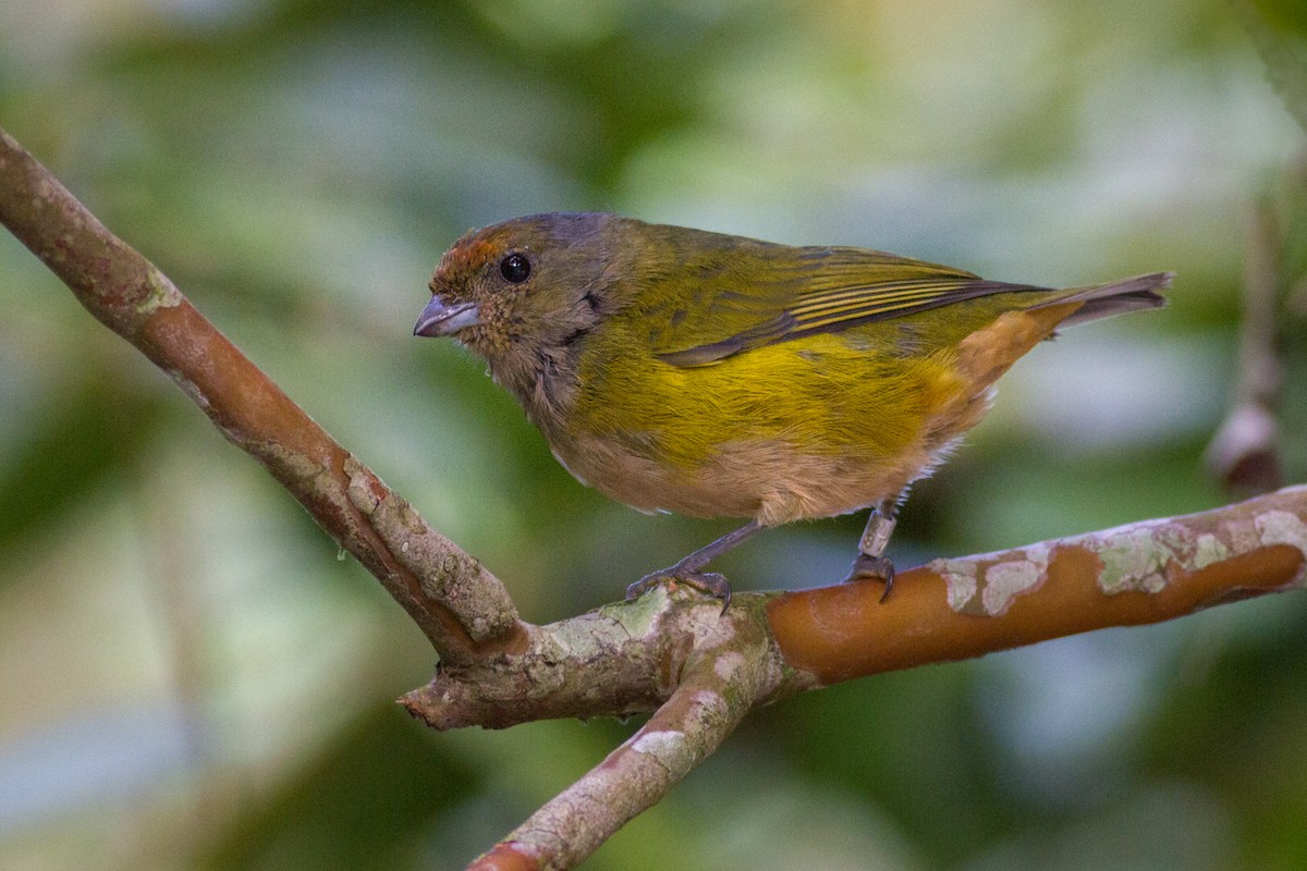 Orange-bellied Euphonia - ML627624992