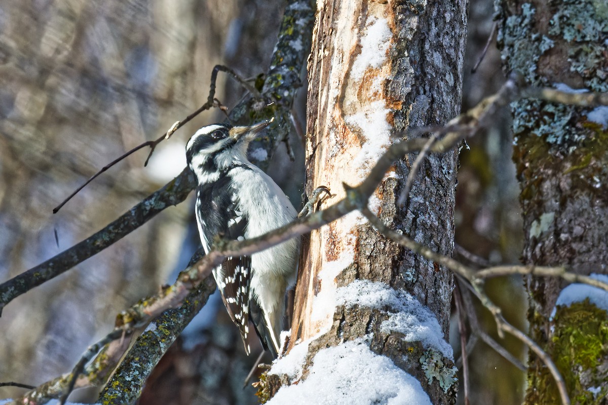 Hairy Woodpecker - ML627625058