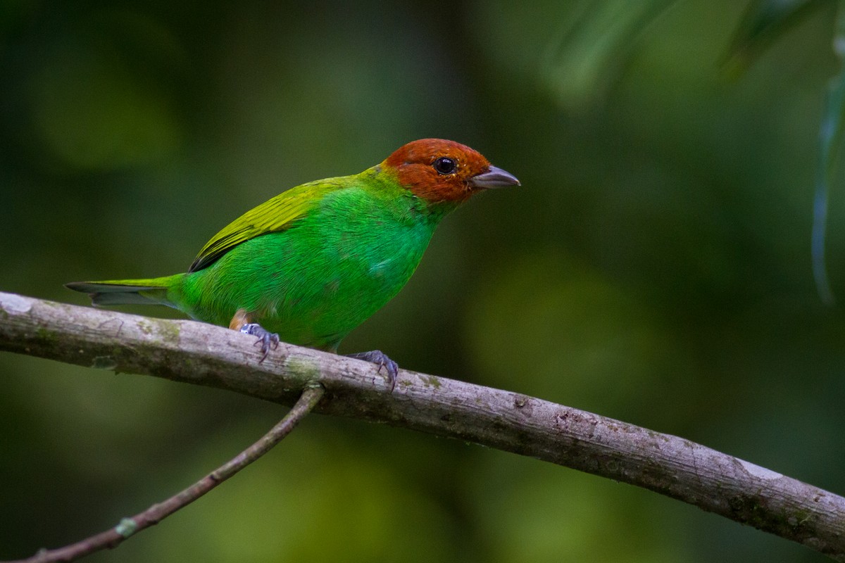 Bay-headed Tanager - ML627625065