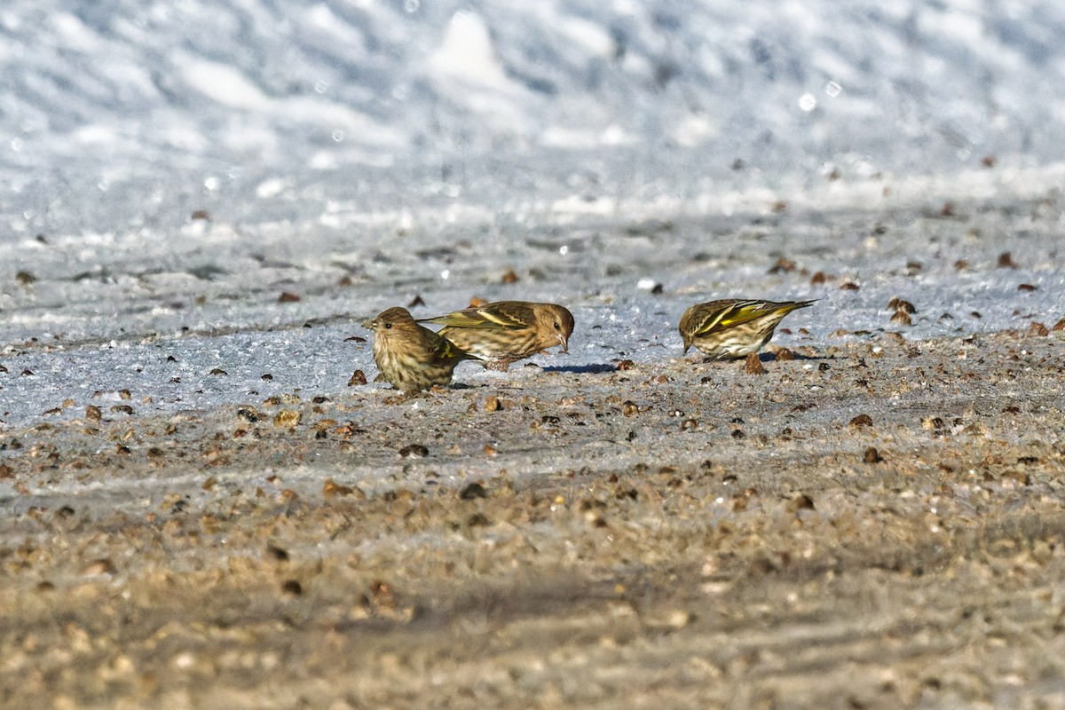 Pine Siskin - ML627625114