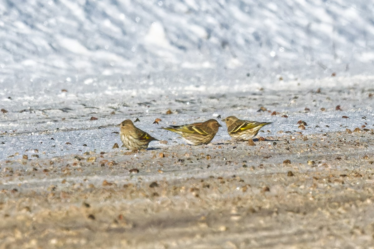 Pine Siskin - ML627625115
