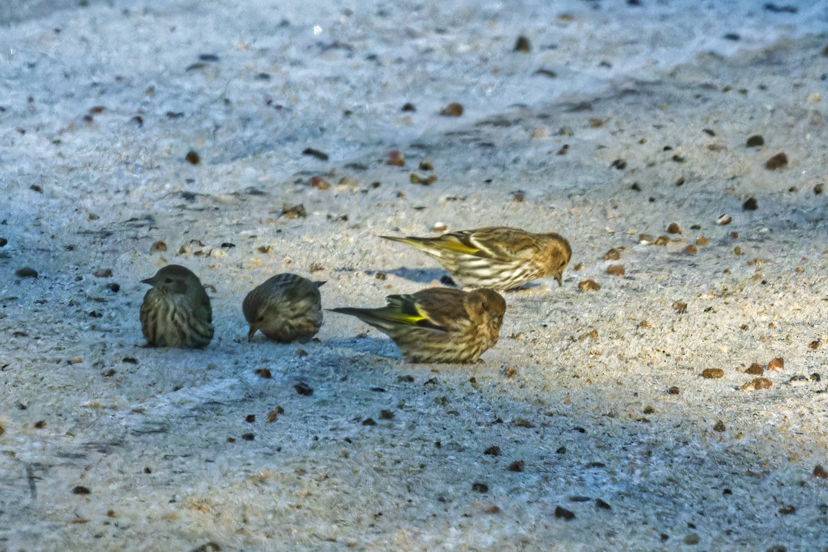 Pine Siskin - ML627625116