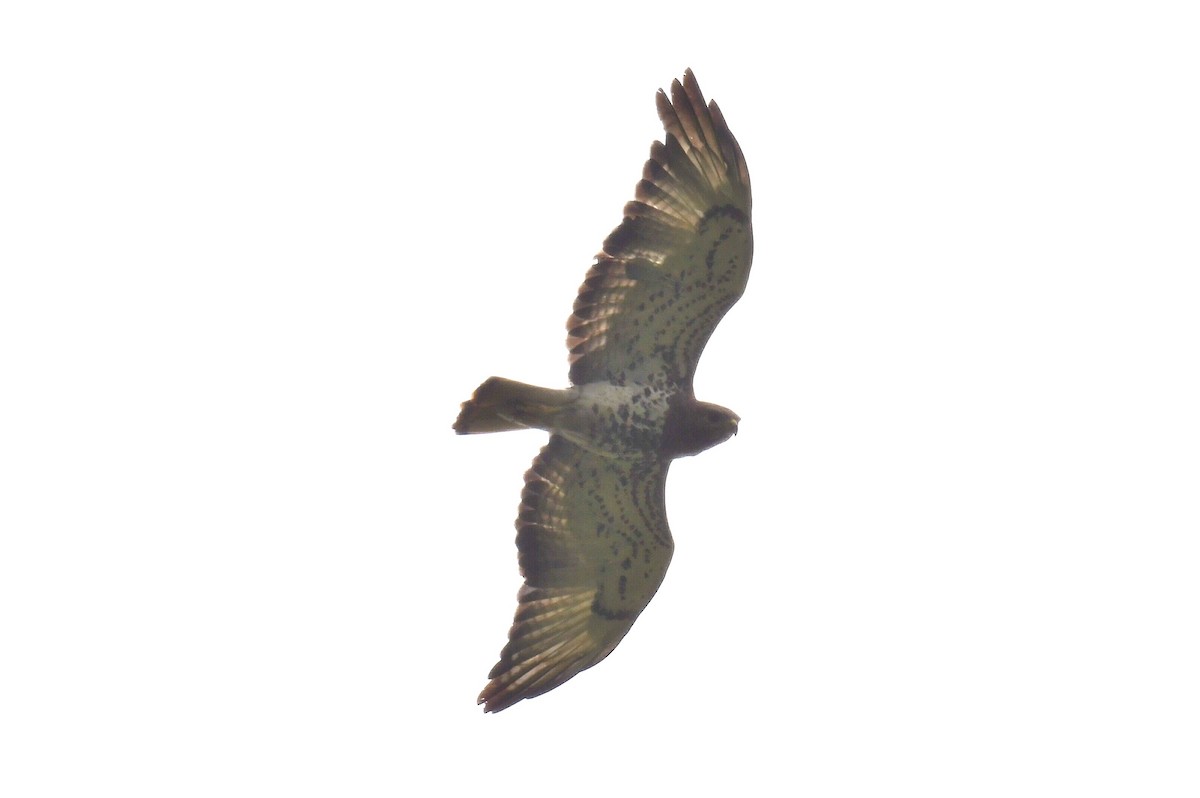 Red-necked Buzzard - ML627625165