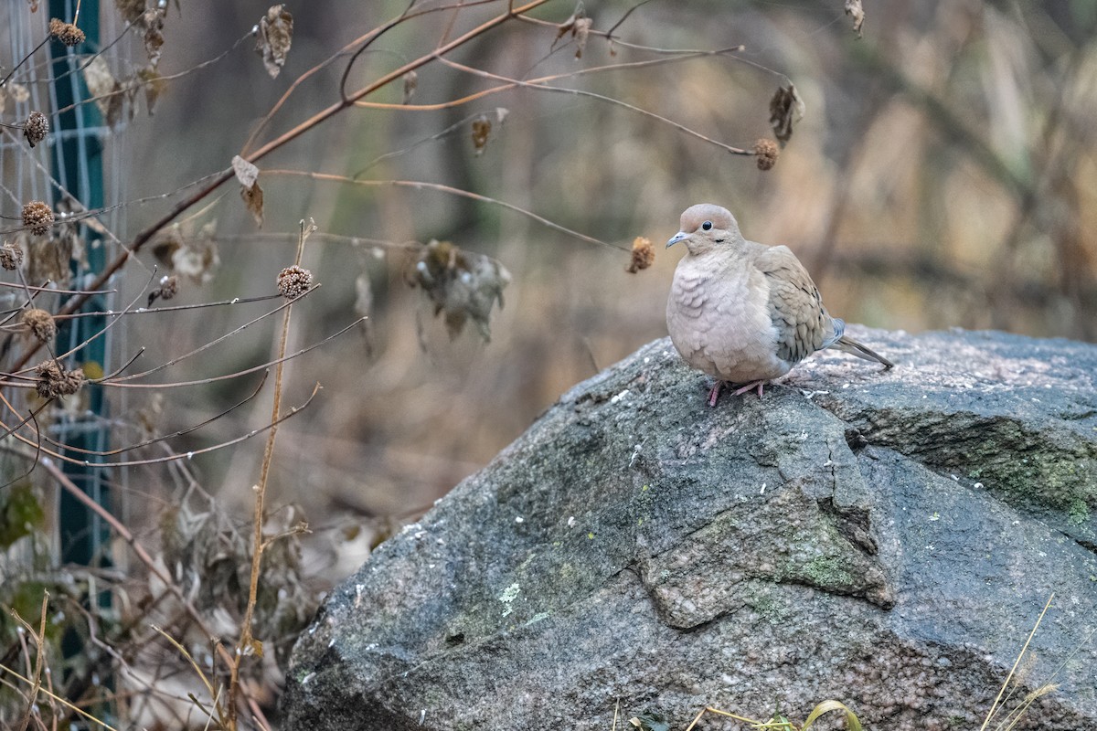 Mourning Dove - ML627625269