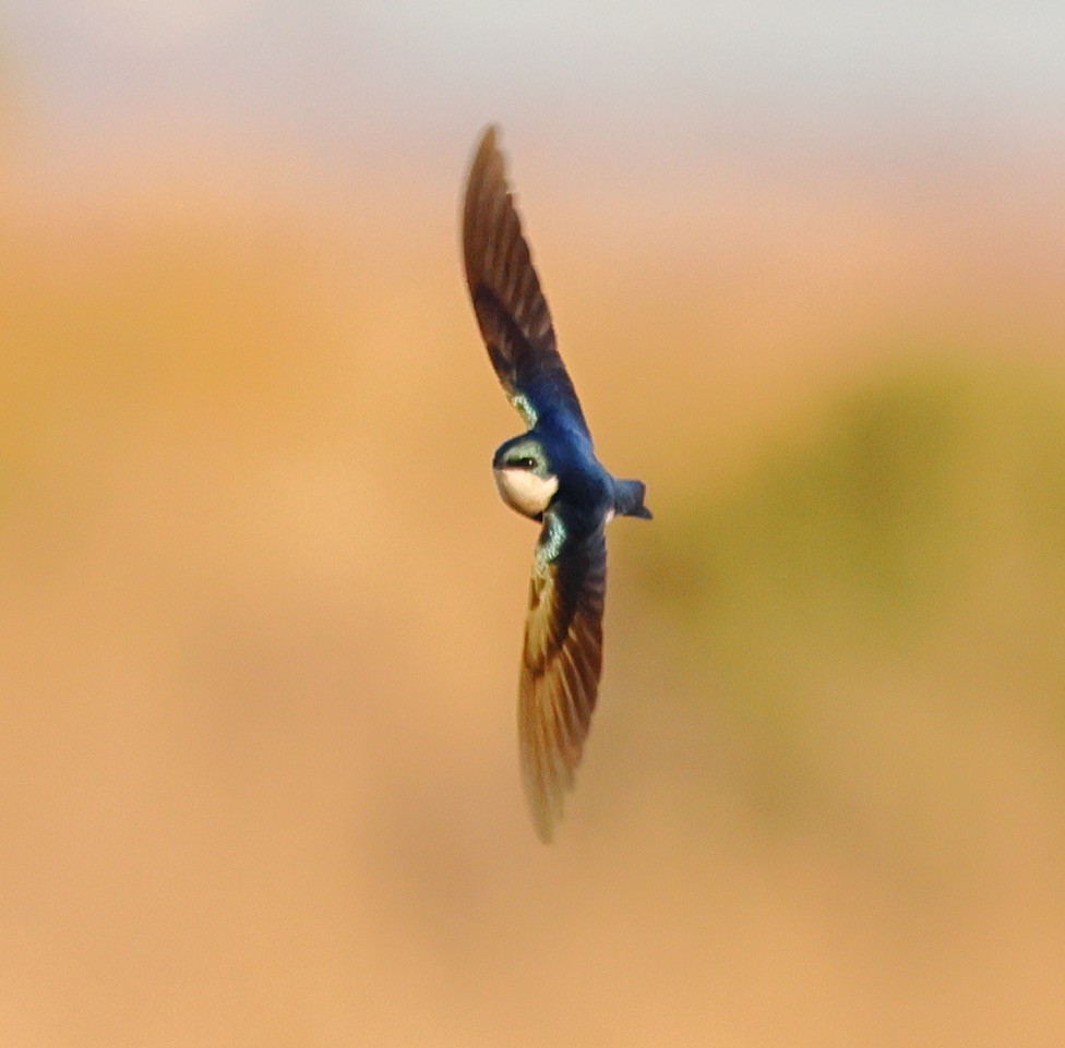 vlaštovka stromová - ML627625289