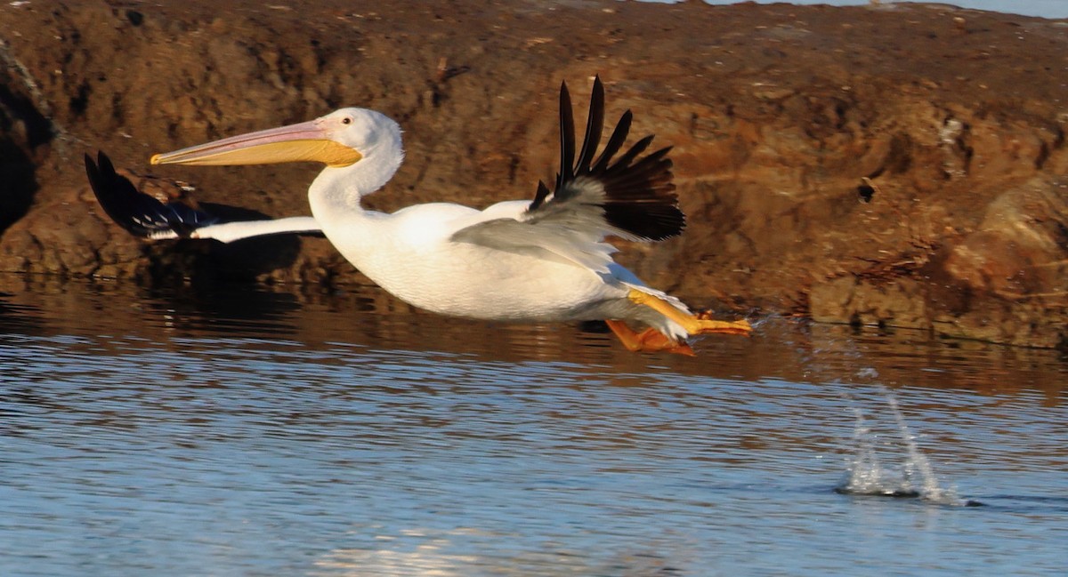 pelikán severoamerický - ML627625297