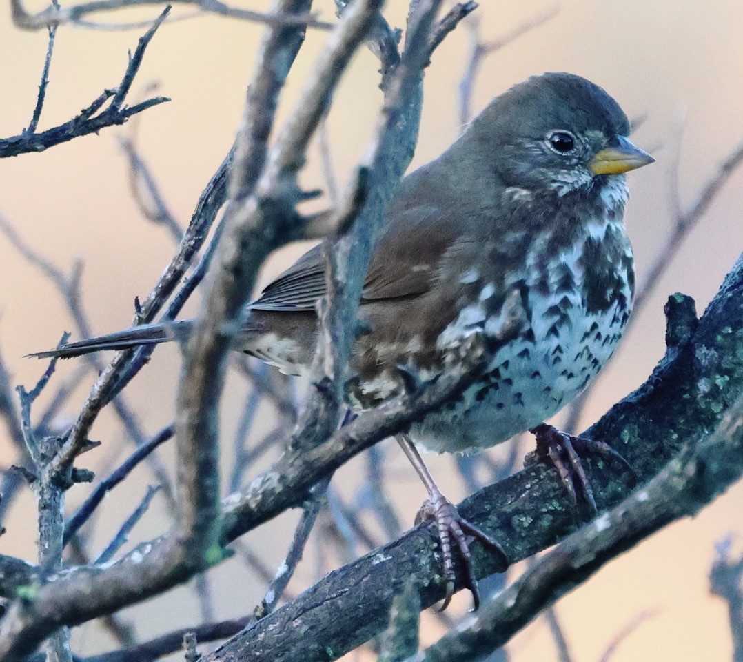 strnadec kaštanový - ML627625311