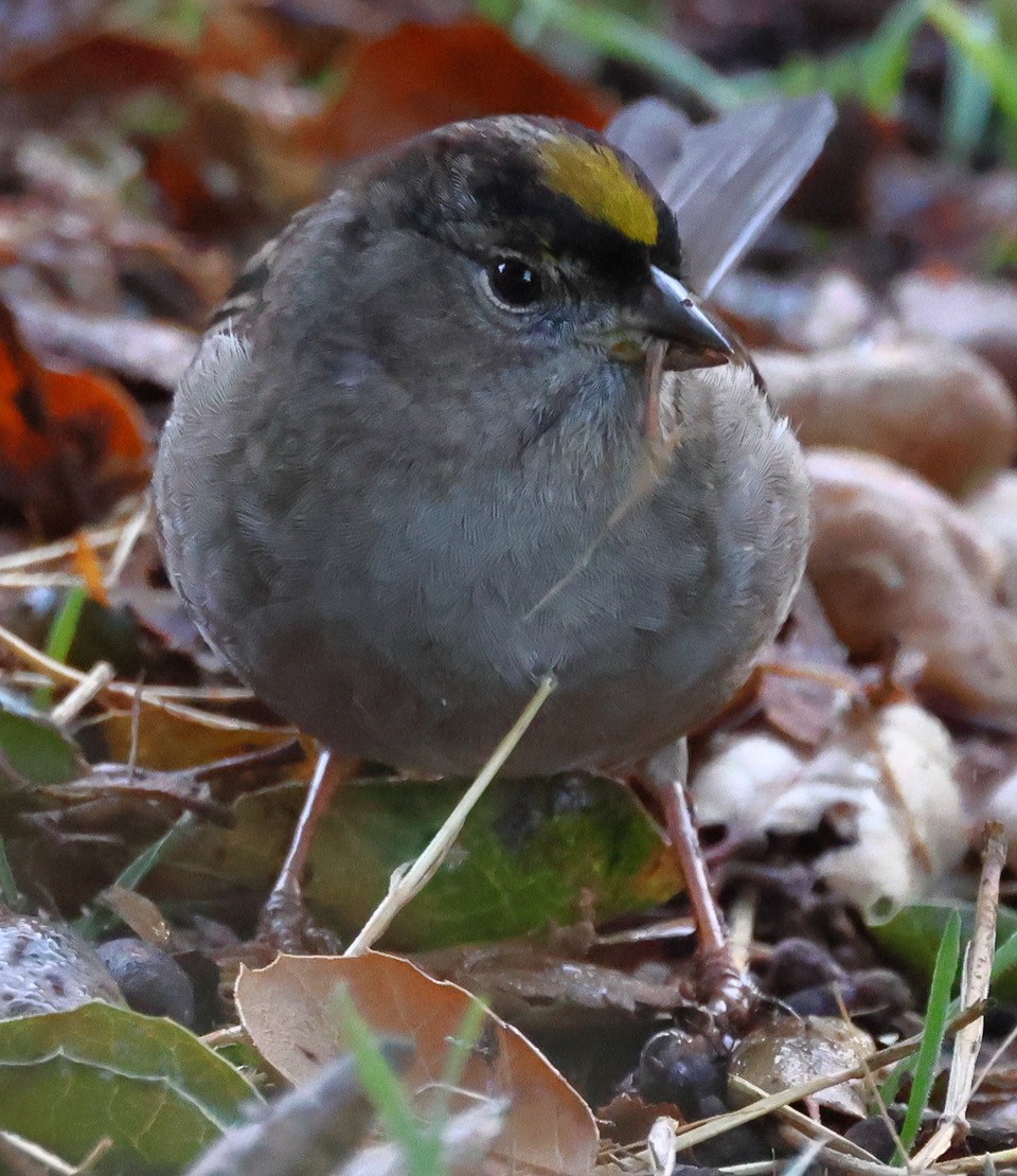 Golden-crowned Sparrow - ML627625350