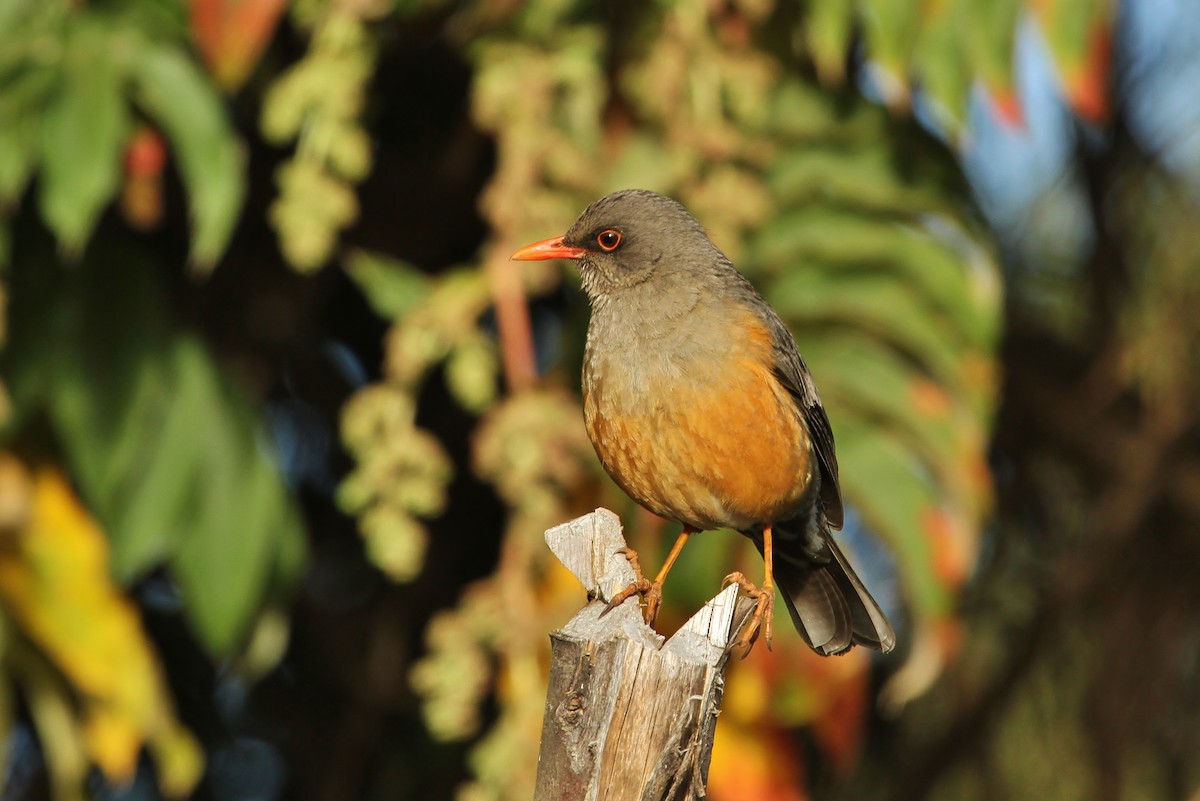 Abyssinian Thrush - ML627625464