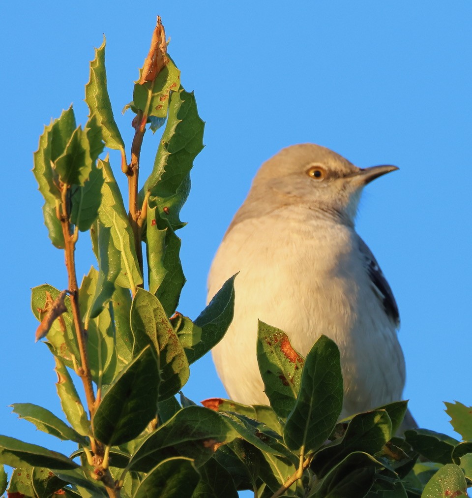 drozdec mnohohlasý - ML627625487