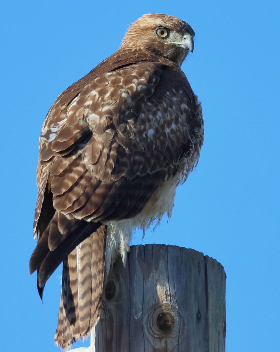 káně rudochvostá - ML627625505