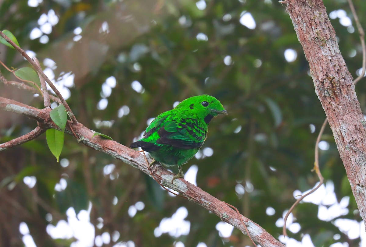 Whitehead's Broadbill - ML627625506