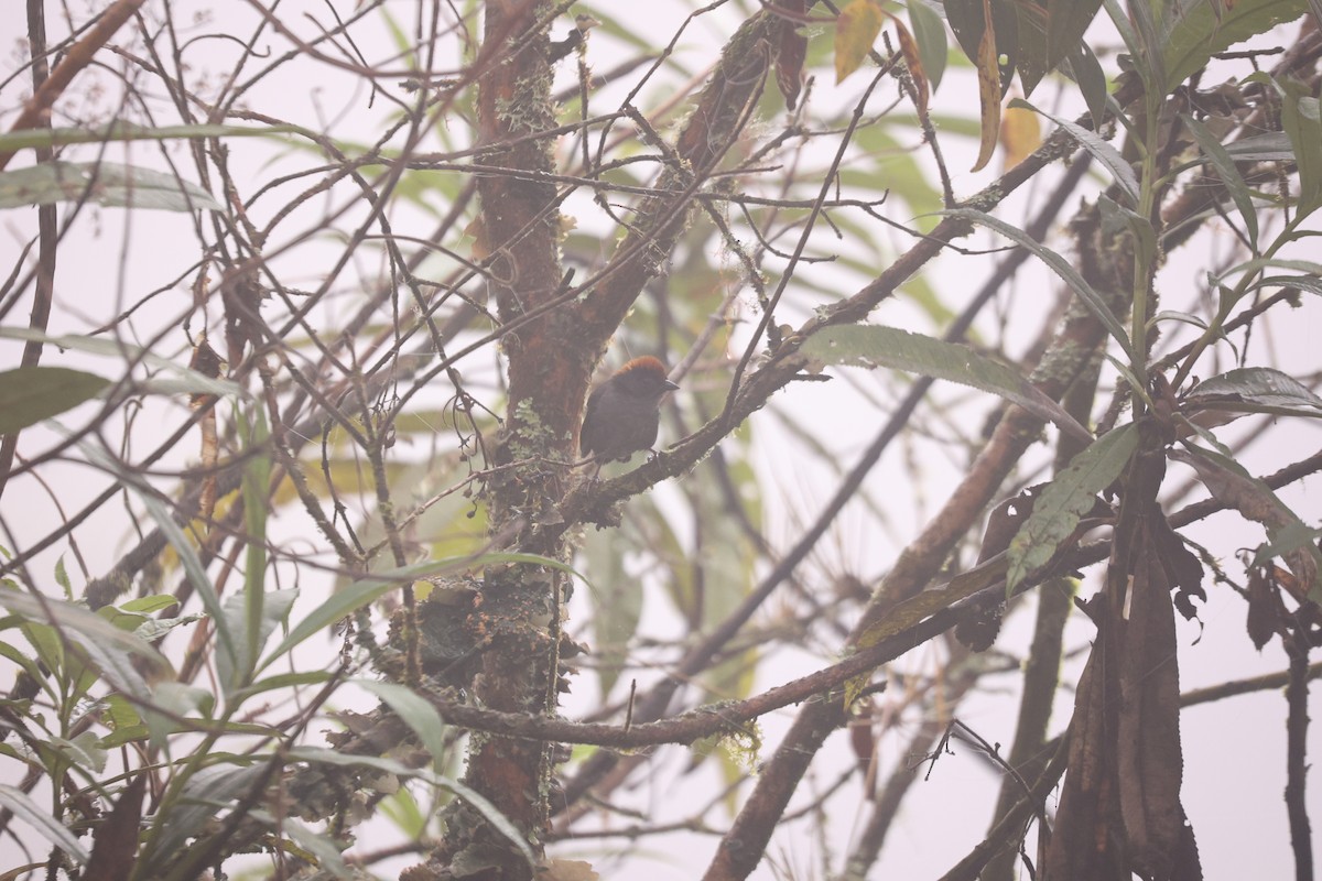 Cuzco Brushfinch - ML627625606