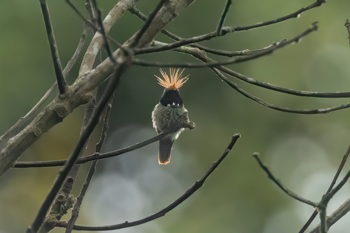 Rufous-crested Coquette - ML627625686