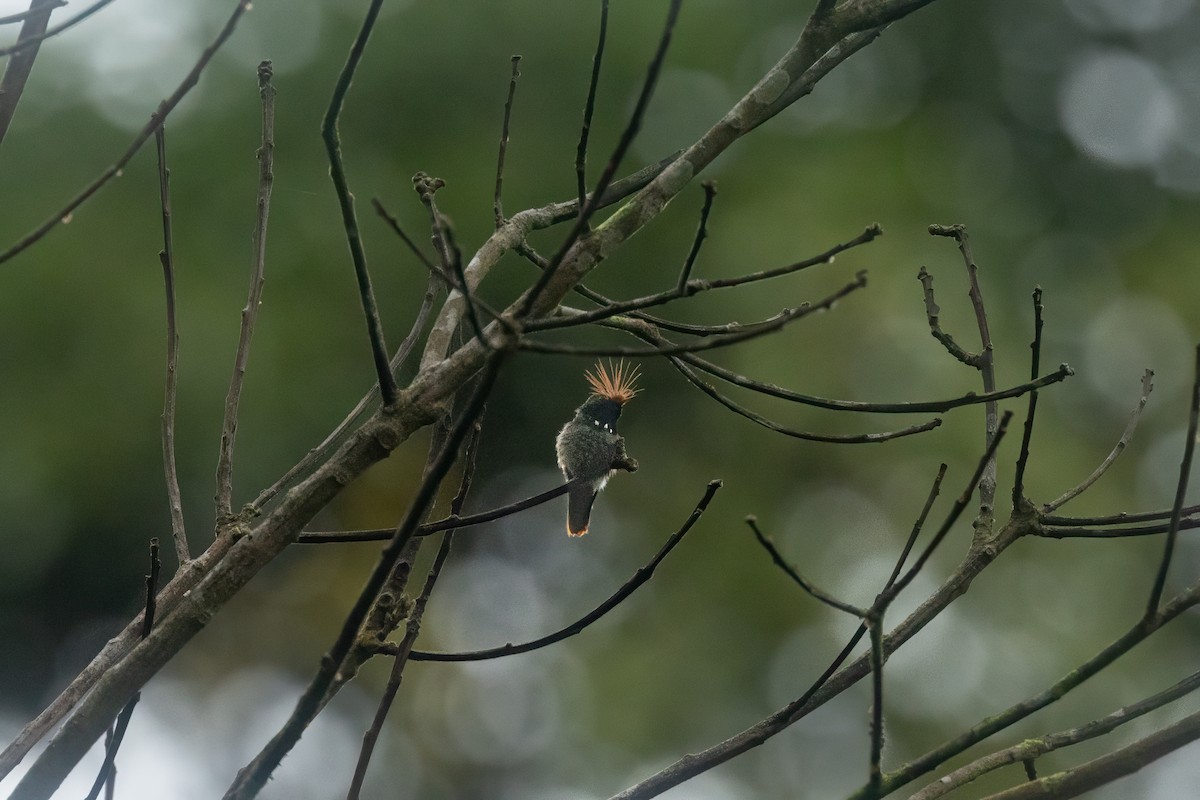 Rufous-crested Coquette - ML627625688