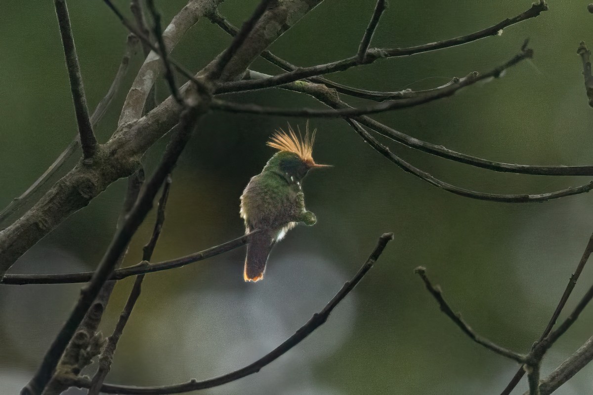 Rufous-crested Coquette - ML627625689