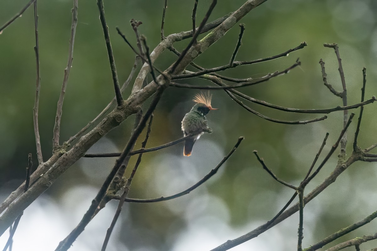 Rufous-crested Coquette - ML627625691