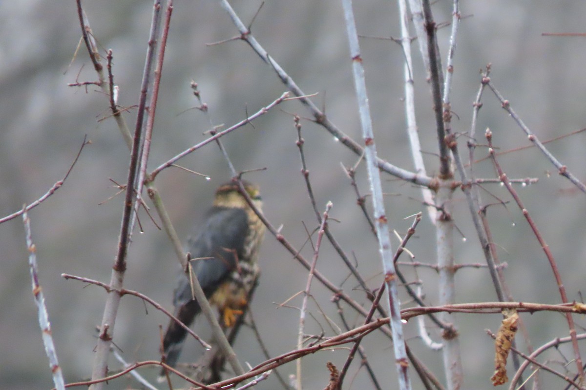 Merlin - ML627625725