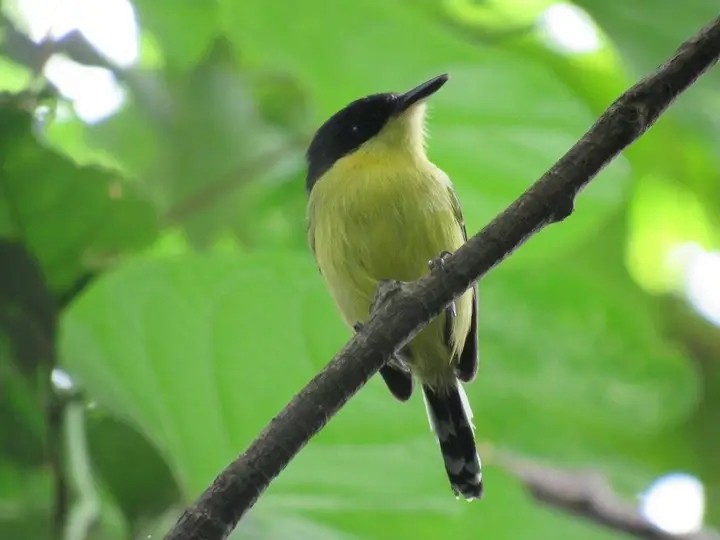 Common Tody-Flycatcher - ML627625735