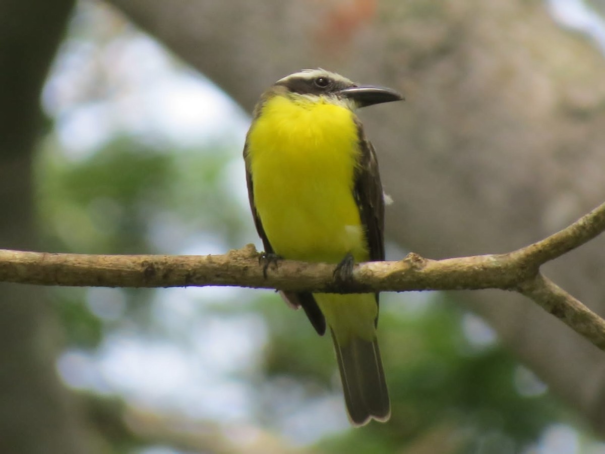 Great Kiskadee - ML627625754