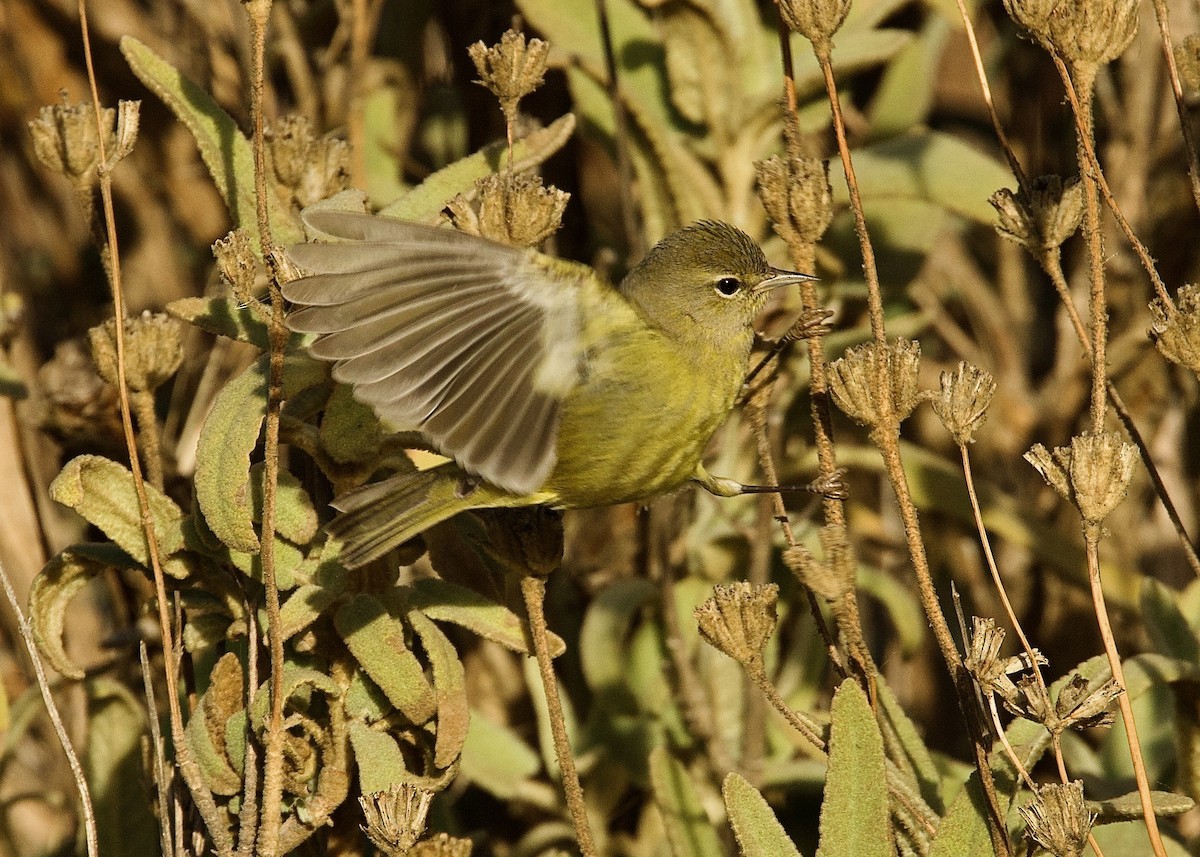 Orange-crowned Warbler - ML627625759