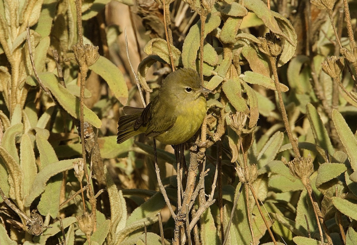 Orange-crowned Warbler - ML627625761