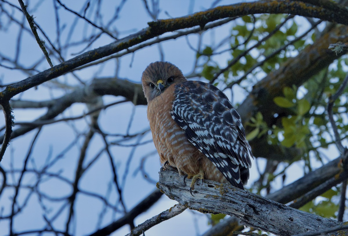 Red-shouldered Hawk - ML627625764