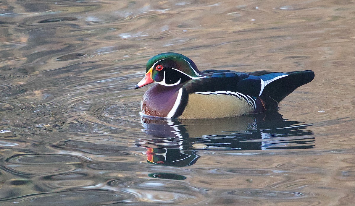 Wood Duck - ML627625770