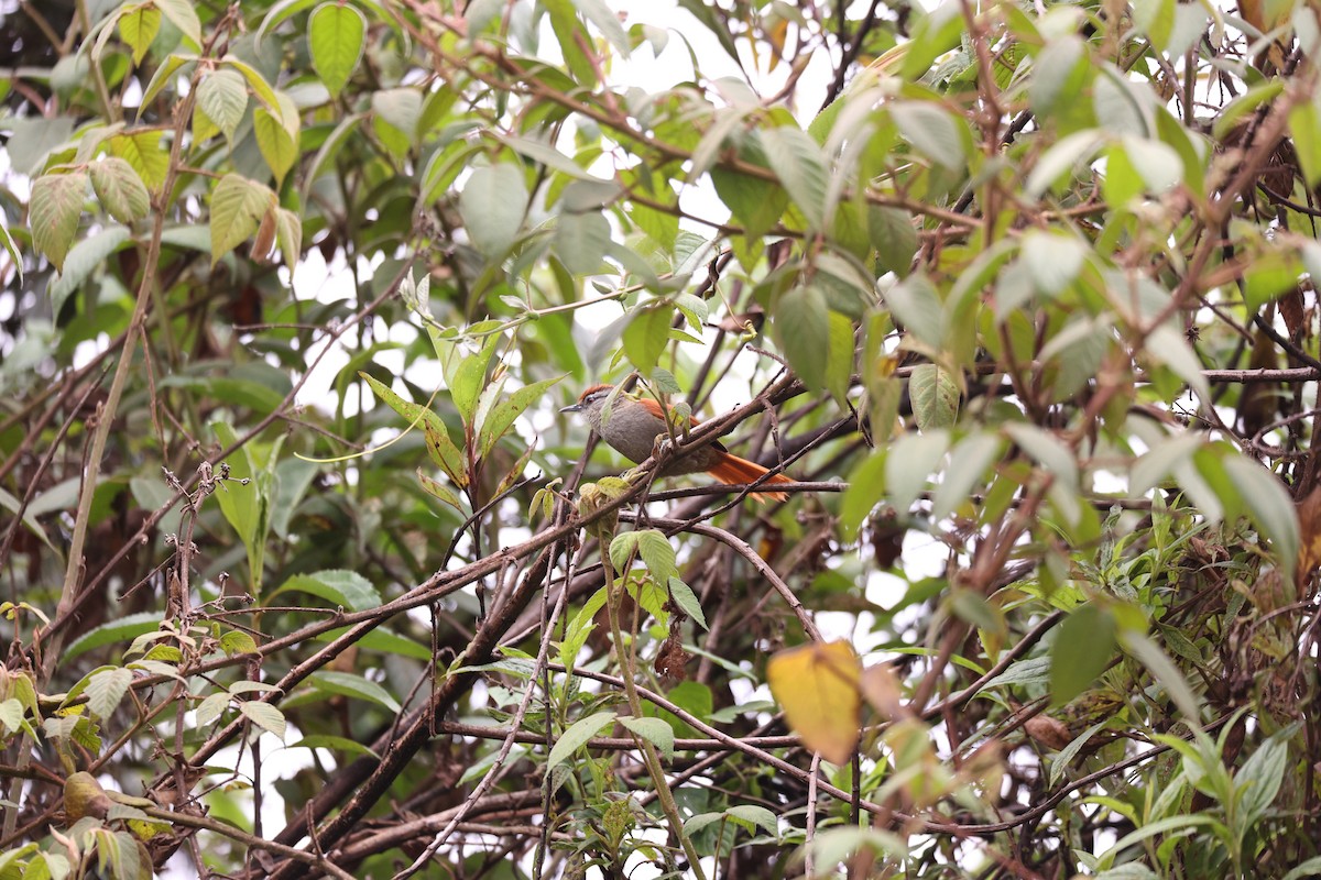 Marcapata Spinetail - ML627625788