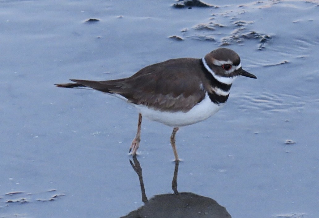 Killdeer - ML627625791