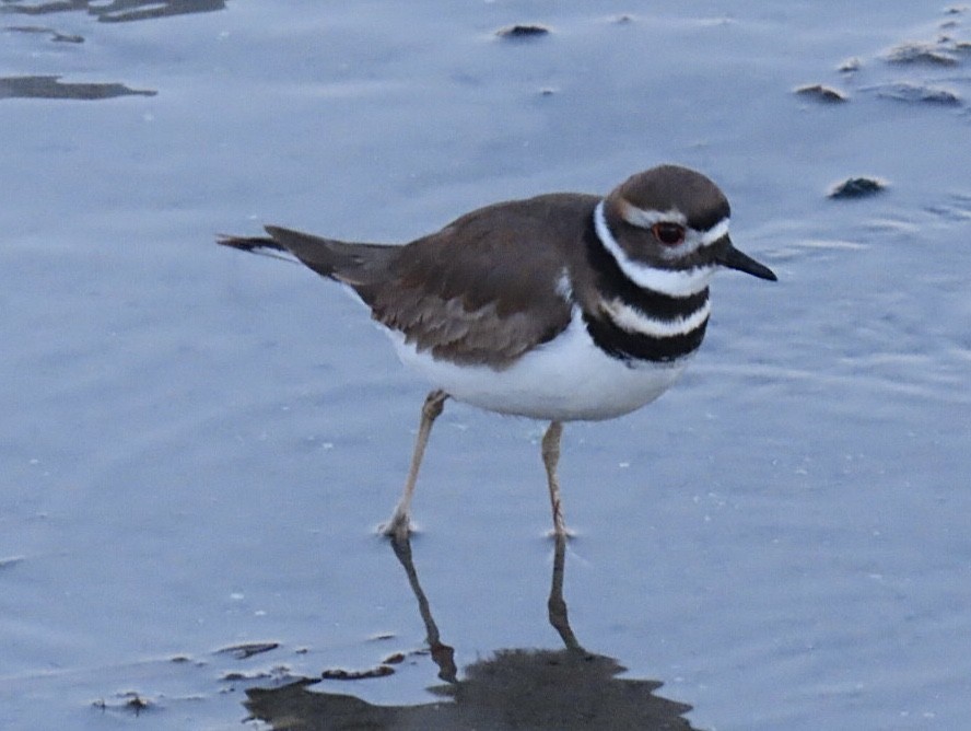 Killdeer - ML627625792