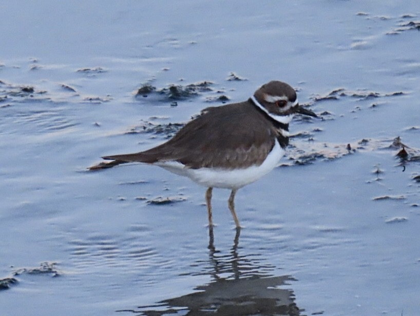 Killdeer - ML627625795