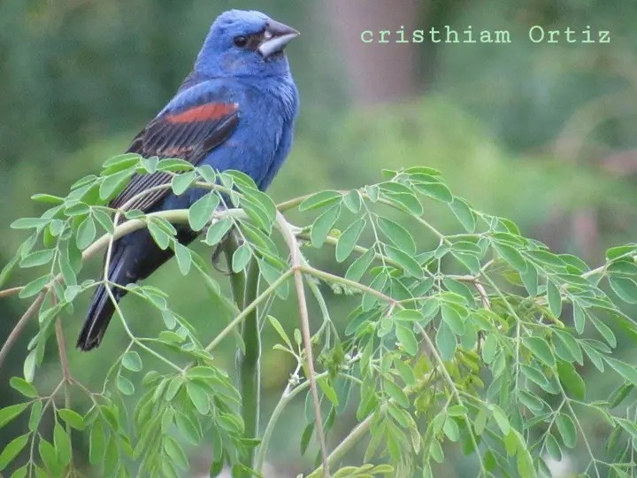 Blue Grosbeak - ML627625801