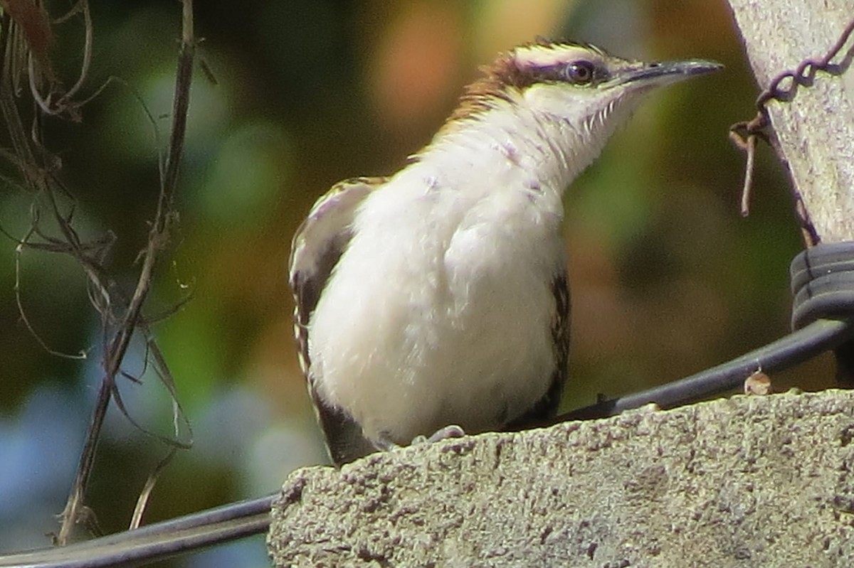 Rufous-backed Wren - ML627625862