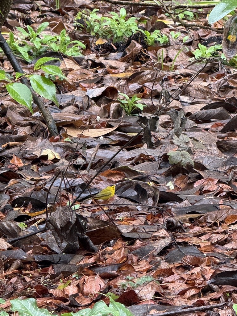 Wilson's Warbler - ML627625874