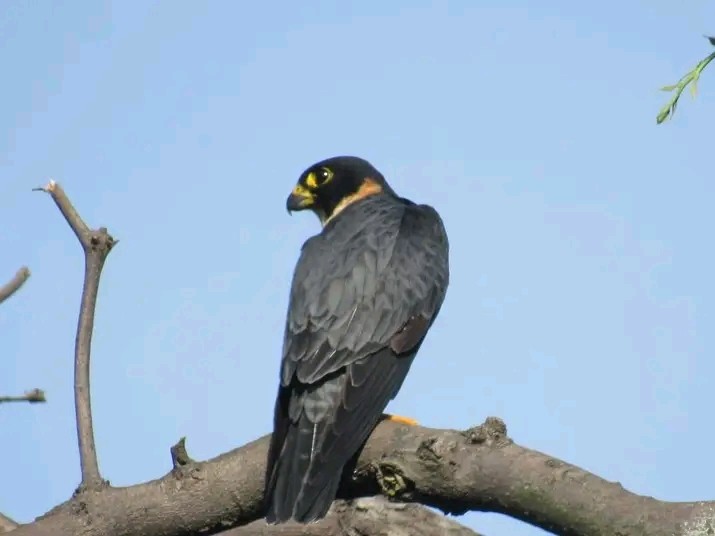 Bat Falcon - ML627625935