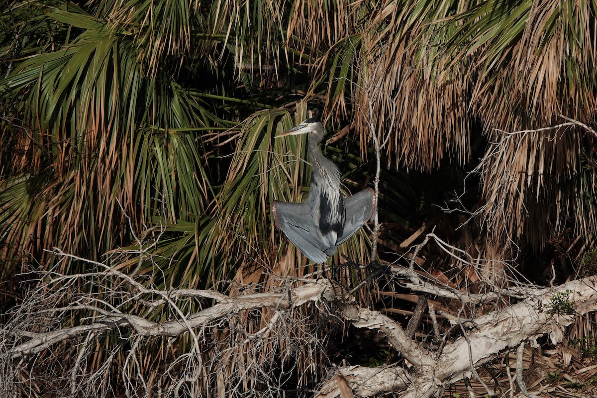 Great Blue Heron - ML627626022