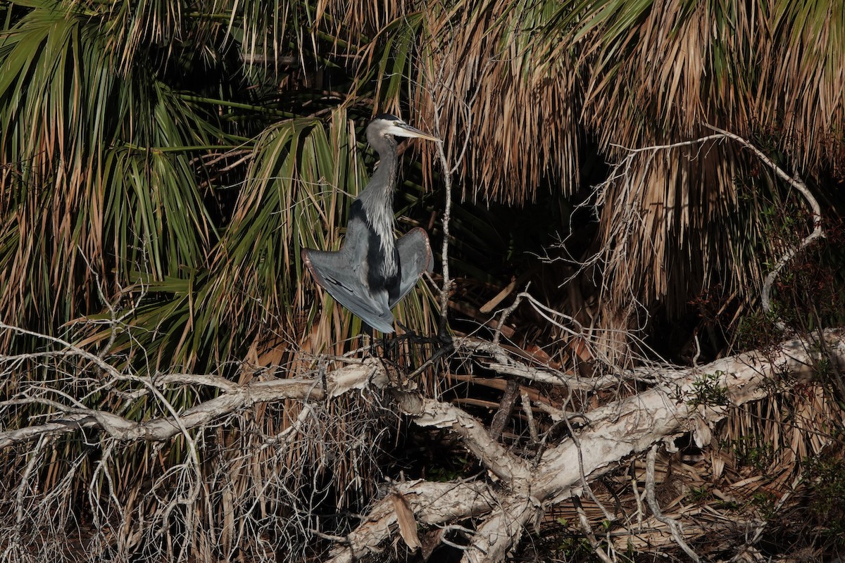 Great Blue Heron - ML627626023