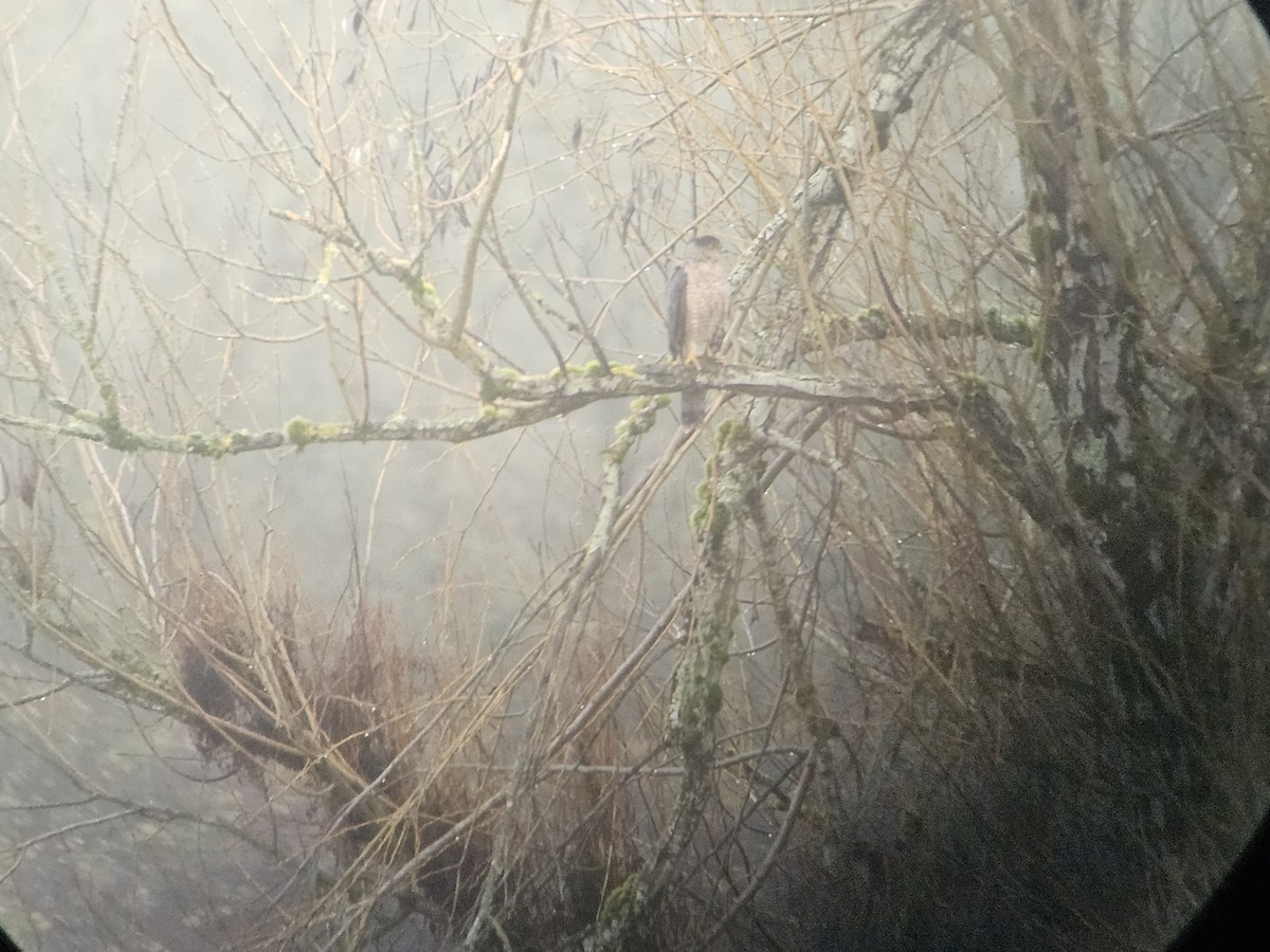 Cooper's Hawk - ML627626063