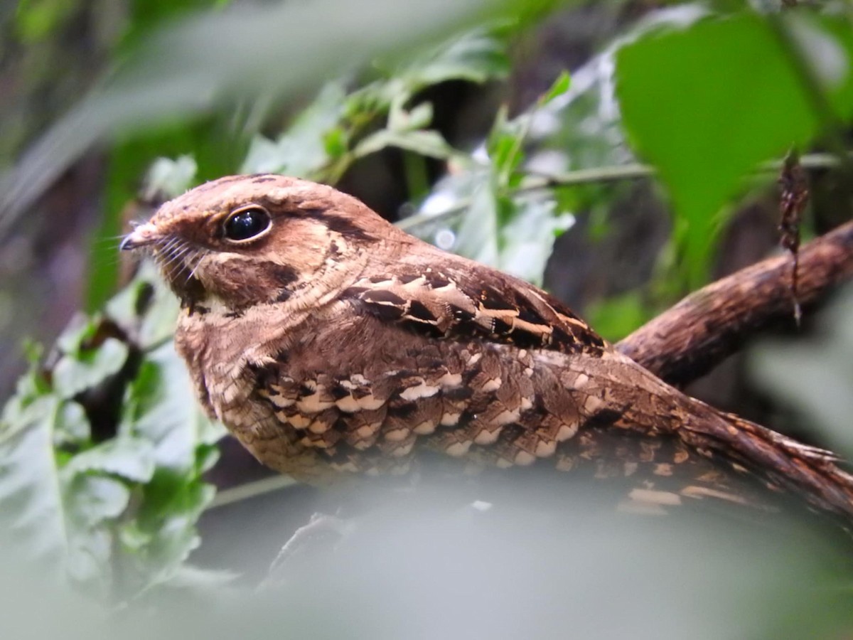 Common Pauraque - ML627626077