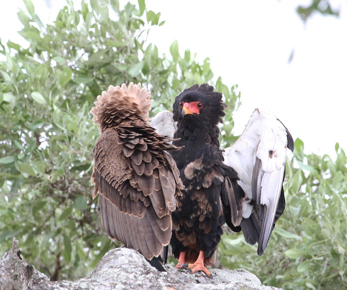 Bateleur - ML627626087