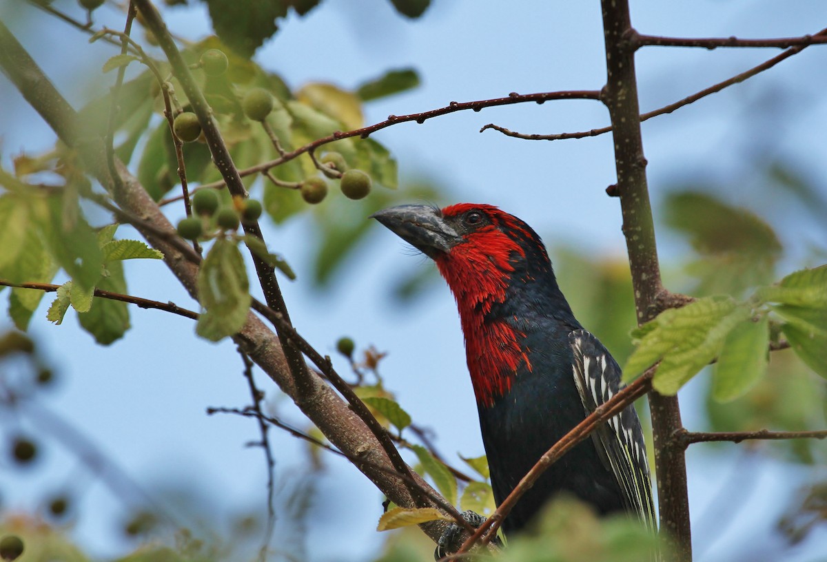 Kara Gagalı Barbet - ML627626105