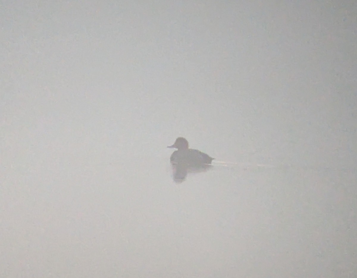 Redhead - ML627626215