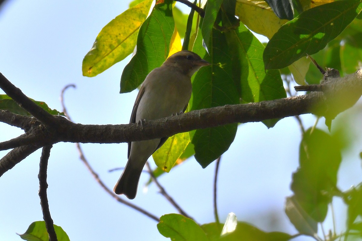 Yellow-throated Bush Sparrow - ML627626250