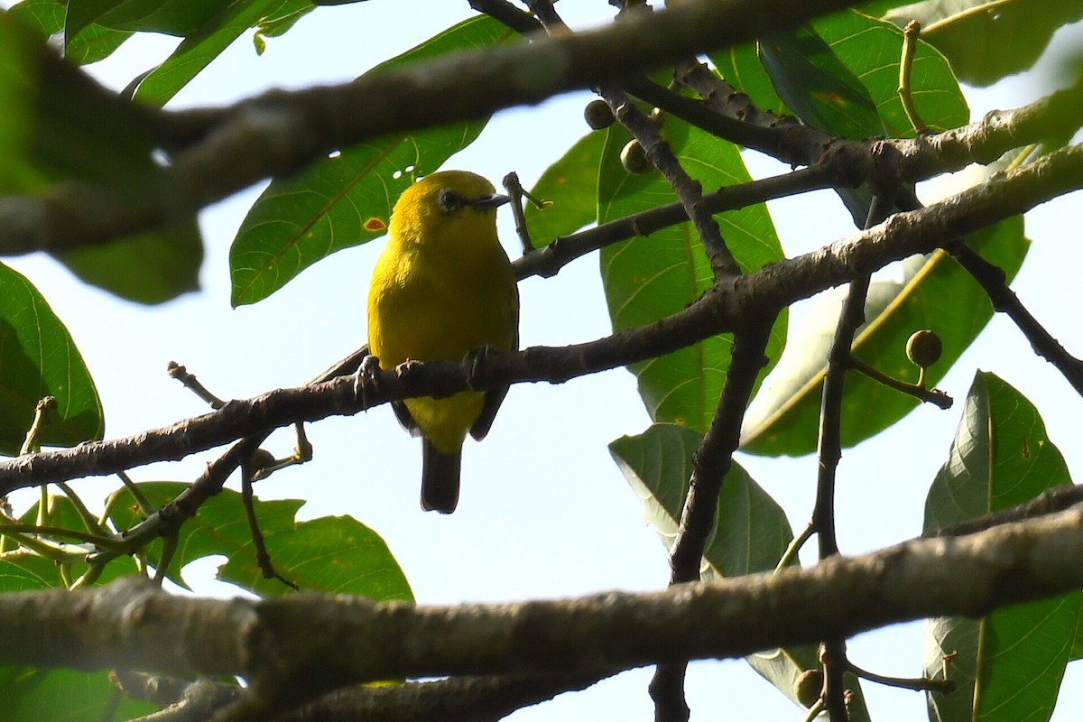 Northern Yellow White-eye - ML627626279