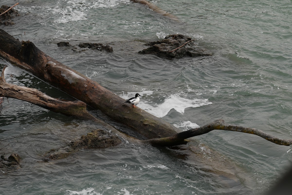Common Goldeneye - ML627626334