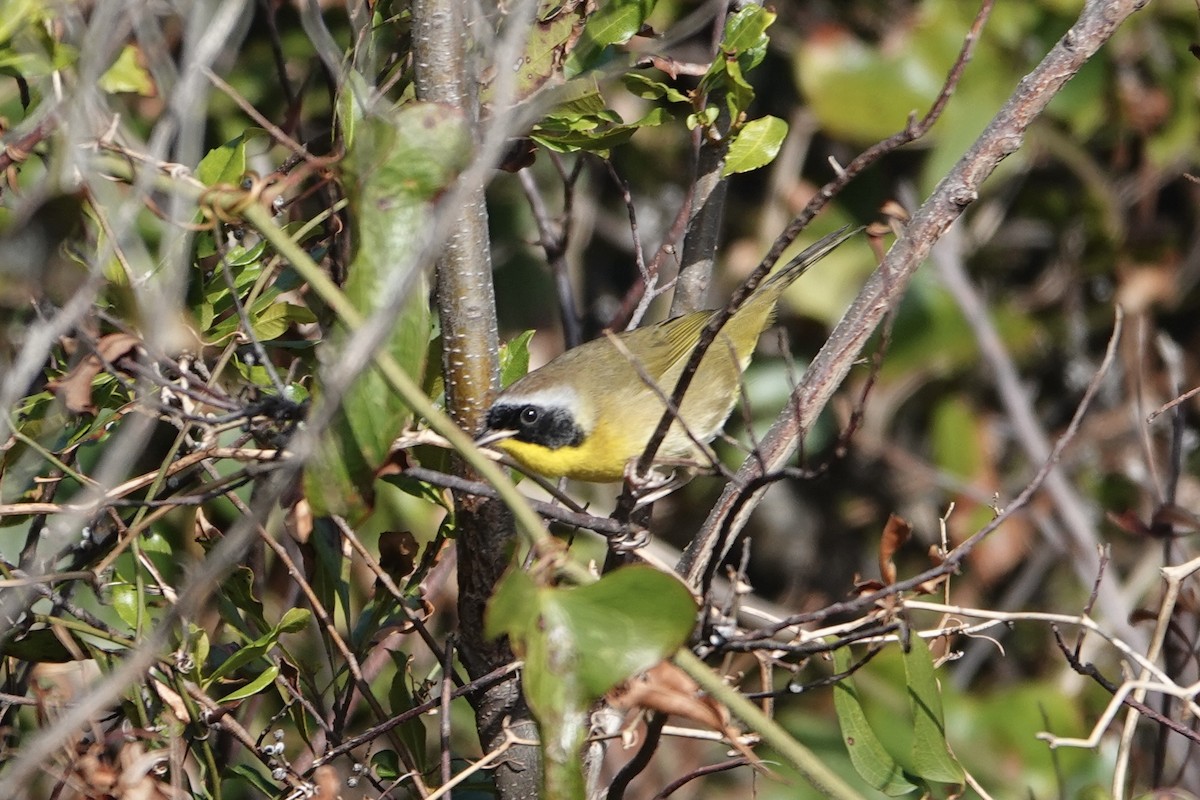 Common Yellowthroat - ML627626347