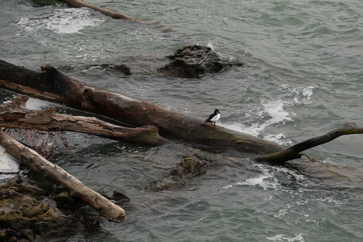 Common Goldeneye - ML627626360