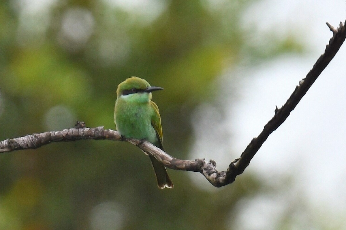 Swallow-tailed Bee-eater - ML627626424